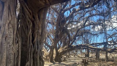 'A phoenix from the ashes': How the landmark tree is faring a year after Maui wildfire