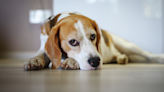 Beagle Mom Highlights All the Ways Pet Parents Unknowingly Hurt Dogs Feelings