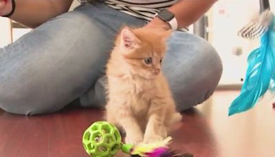 Woman visiting Disney World adopts kitten found in Animal Kingdom parking lot