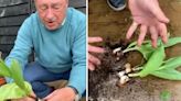 Tulips will flower for the next 4 years with Alan Titchmarsh’s 15-second method