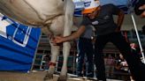 Indy 500 fastest rookie Kyle Larson milks a cow – ‘She was full of pressure and ready to release some milk.’
