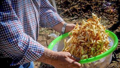 Tomelloso convoca el Concurso Local de Gachas, Migas y Pisto