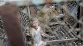 Thousands of marauding monkeys turn Thai town against them