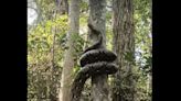 Have You Seen This? The mesmerizing motion of a tree-climbing python