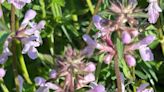 Name this plant: Despite its beauty and resilience, this mint family member has its haters