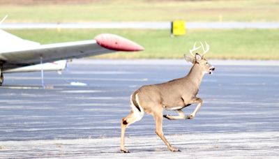 4-legged robot to help deter wildlife strikes at Alaska airport