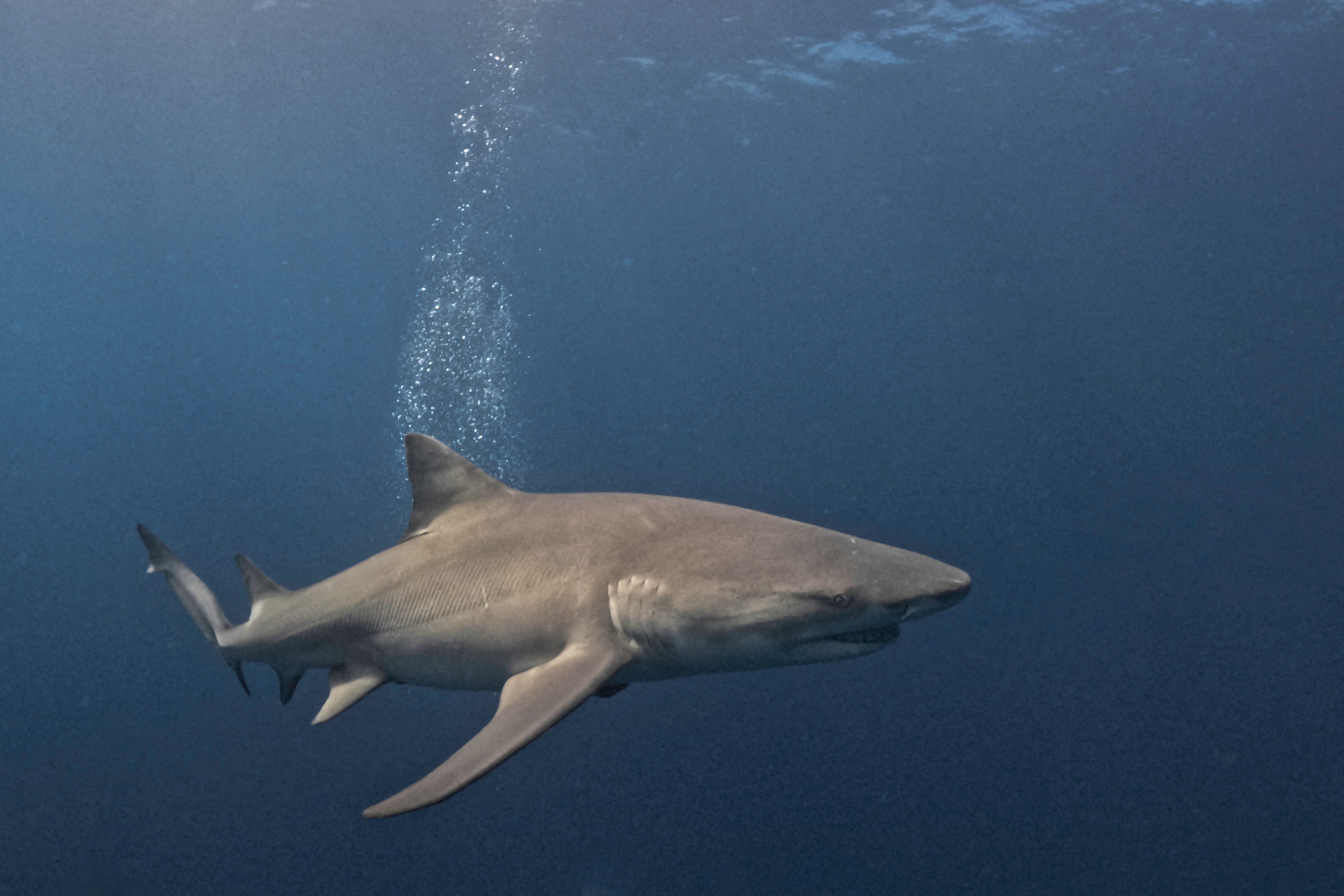 Are shark attacks increasing? What experts have to say