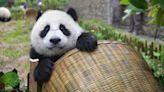 The last pandas at any US zoo are expected to leave Atlanta for China this fall - Boston News, Weather, Sports | WHDH 7News