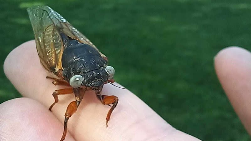 ‘So rare:’ 4-year-old finds blue-eyed cicada