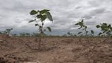 Cotton growers need consistent rain, farmer says