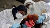 México registra la primera muerte humana por gripe aviar A H5N2 en el mundo, según la OMS