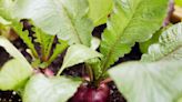 10 Best Radish Companion Plants to Grow Together