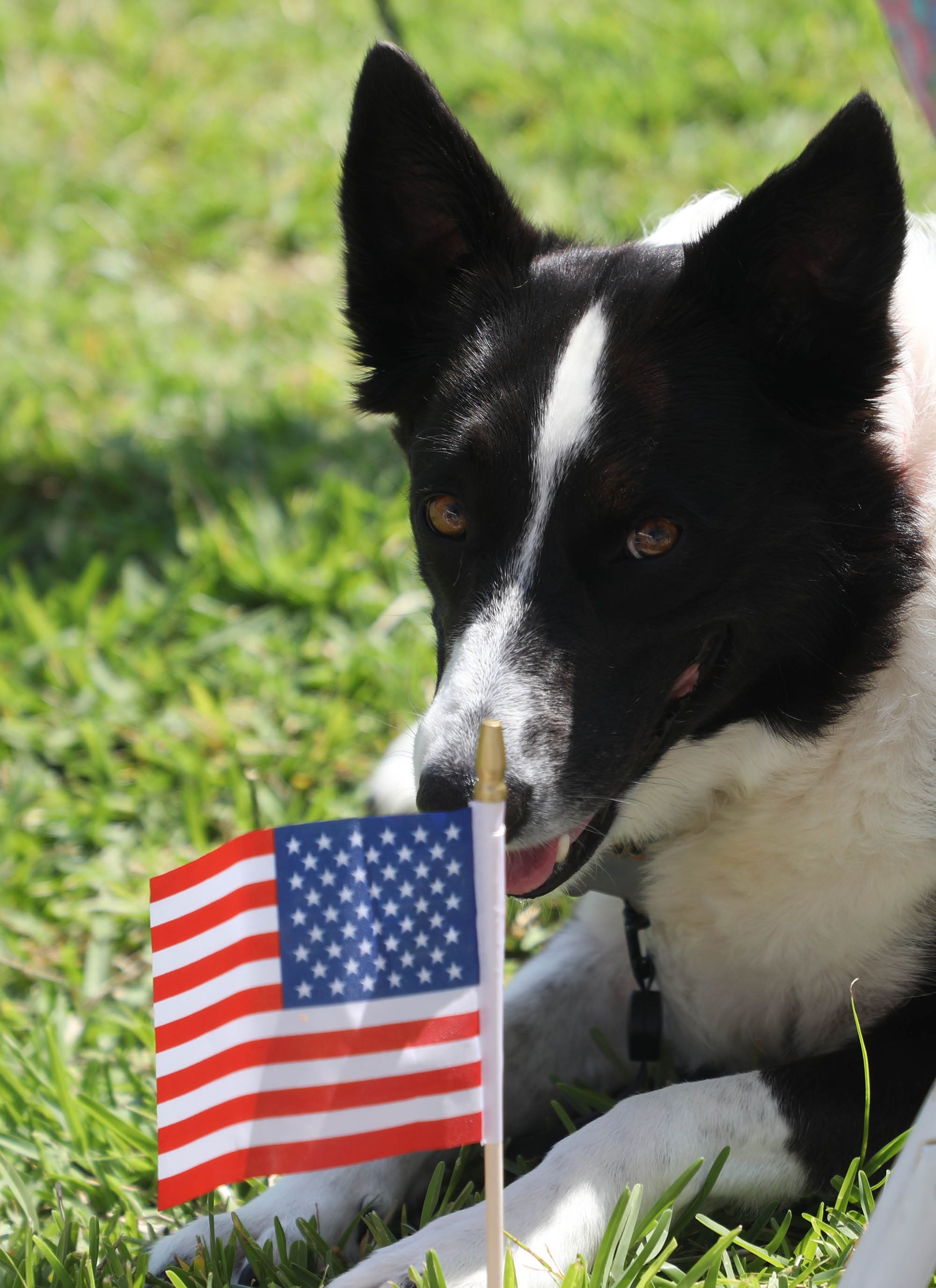 Are your dogs afraid of fireworks? 6 ways to keep them calm during the Fourth of July.