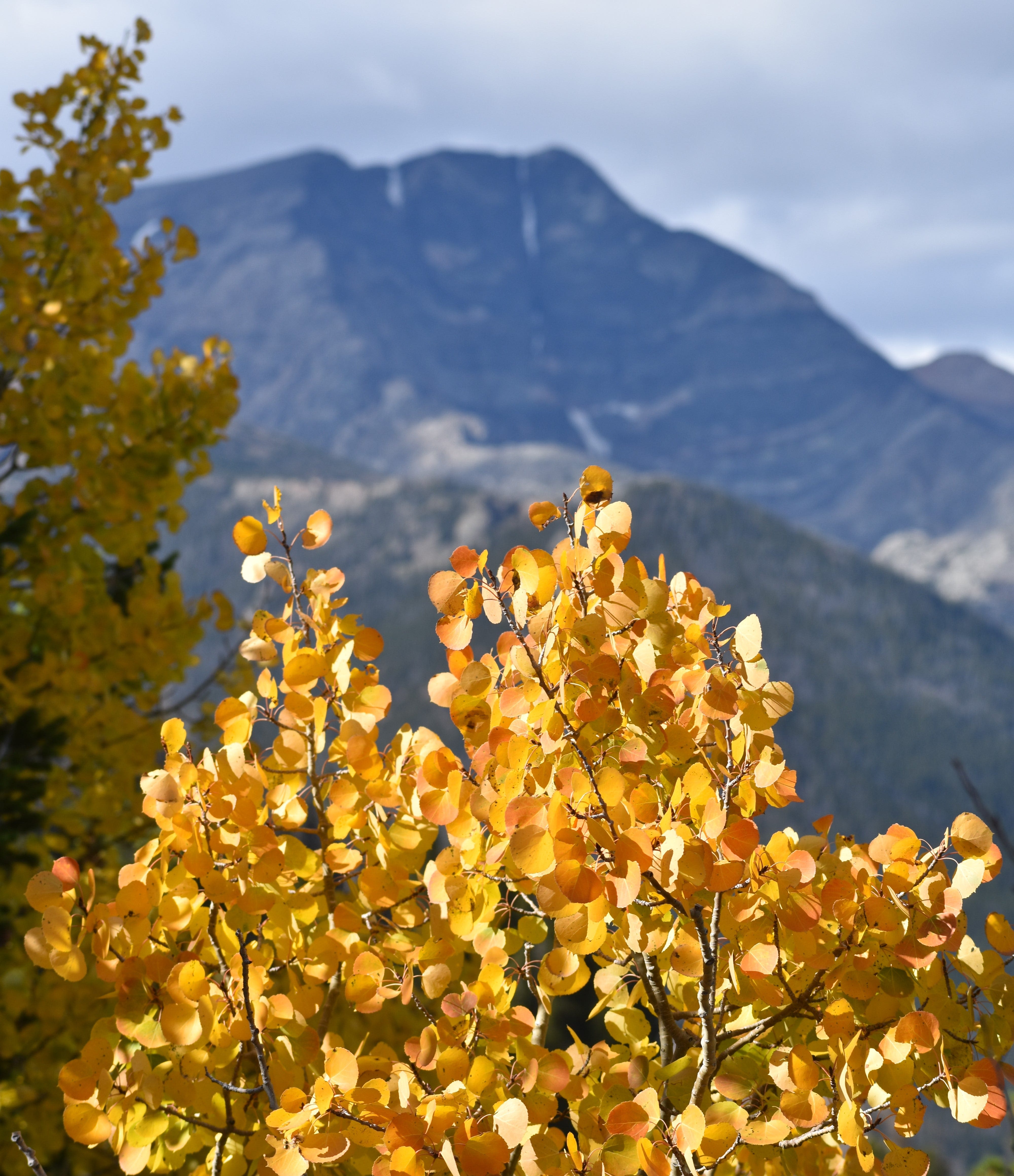 Rocky Mountain National Park fall color guide: When, where to see peak aspen viewing