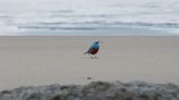 Bird never seen in US, the blue rock thrush, reportedly spotted on Oregon coast