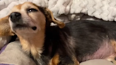 Tears as senior dog battling illness lets her human know "it's time"