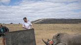 Des rhinocéros équipés de cornes radioactives pour décourager les braconniers