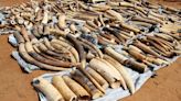 Vietnam seizes 7 tonnes ivory in largest wildlife smuggling case in years