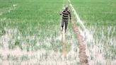 Punjab farmers to receive Rs 7,000 per acre for crop diversification