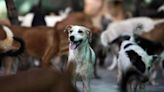 Delhi court sentences man to 1 year in jail for throwing acid on dog: ‘life is dear to a mute creature’