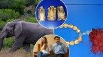 Two indicted for selling over $30K in illegal elephant ivory through online business based in Long Island