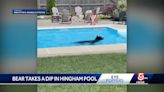 Watch: Massachusetts siblings find bear swimming in their pool