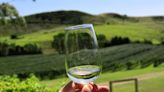 The curious history of sauvignon blanc – and what to drink if you hate it