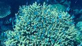 Los refugios de multitud de especies marinas peligran por el blanqueamiento de los corales