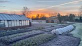 Your winter allotment plan 2022: what to grow now on your vegetable patch