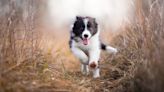 Border Collie Puppy’s First Time Herding Sheep Shows What a Natural He Is