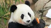 Giant Pandas Arrive Safely at San Diego Zoo Following Agreement with China: 'Acclimating to Their New Home'
