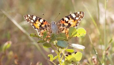 Las mariposas pueden viajar a través de océanos enteros con la ayuda del viento