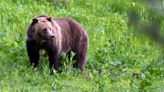 Teenager saves dad by punching bear in the face