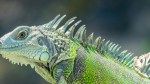 8 Humane Methods for Keeping Iguanas Out of Your Yard