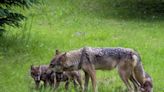 Coyote sightings are up in North Carolina. How to protect yourself and your pets.