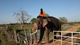 Thailand’s out-of-work elephants are going online for their money