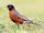 American robin