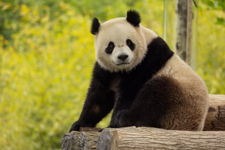 Two New Giant Pandas Coming to Smithsonian’s National Zoo and Conservation Biology Institute From China by End of the Year