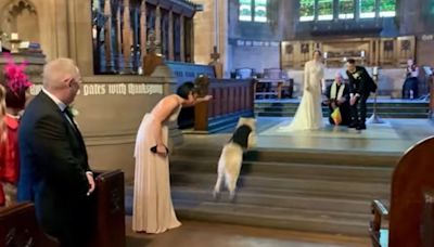 Golden retriever named Pancakes steals the show as wedding ring bearer