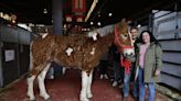 Es paciente y amable: el extraño caballo con rulos que llegó por primera vez a la Rural