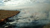 The ancient practice of 'good fire' is reviving Nebraska's birds, bears and berries