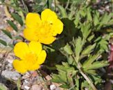 Flowering plant