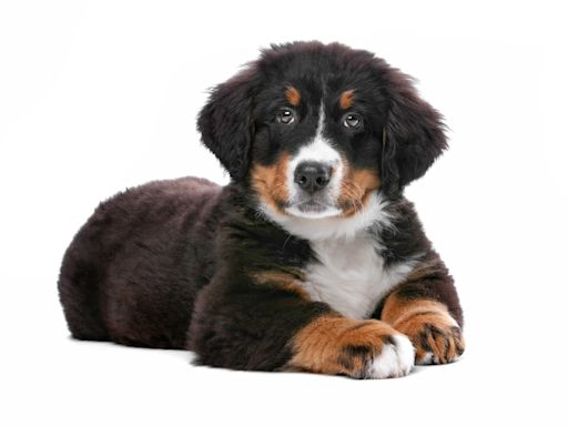 Bernese Mountain Dog Turns on the Charm and Makes a New Bestie at Puppy Playtime