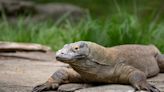 Columbus Zoo Komodo Dragon Sapo dies at age 13