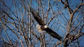 City's first documented bald eaglets developing well, TRCA says