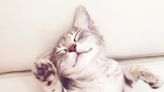 Are Cats Ticklish? Maybe—But This Doesn't Mean They Enjoy It