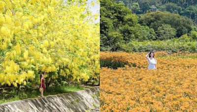 滿樹黃花遍地金 「這5處景點」看初夏最美的金色花海波浪