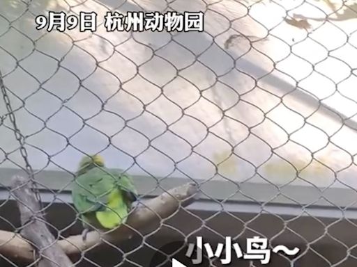 動物園鸚鵡「籠中高歌」爆紅！網一聽歌詞鼻酸了