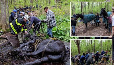 40 people save pair of horses stuck in deep mud in grueling 5-hour rescue through Connecticut woods