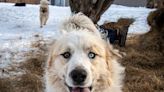 Georgia Great Pyrenees Who Protected His Partner From Coyotes Is Up for Prestigious Award